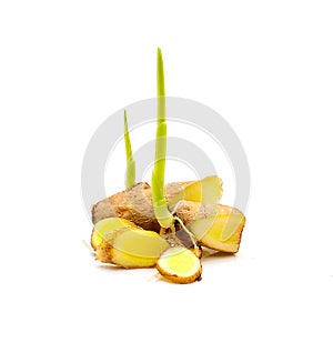 Ginger baby,ginger tree on white background.herb for health photo