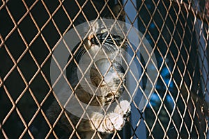 ginger and black cat trap and is stuck in a steel wire netting,cage,hoping for freedom with sad feeling