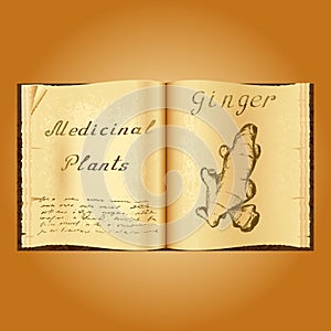 Ginger. Botanical illustration. Medical plants. Book herbalist. Old open book