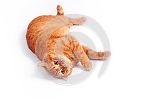 Ginger british cat lying on the back on white studio background