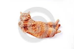 Ginger british cat stretching on white studio background