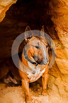 A ginger bull terrier sits by around sandy cliff in the summer. Traveling with a dog through unusual natural places
