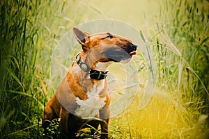 A ginger bull terrier sitting amid the wheat shafts in a summer field. Agriculture and pet ownership. Rural living, farming, and