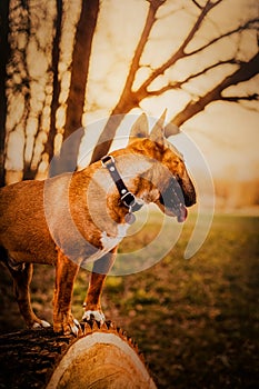 A ginger Bull Terrier standing on a fallen log, gazing at the park landscape during sunset. The walk with a dog