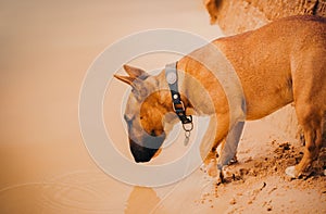 A ginger Bull Terrier standing on a sandy beach, gazing out at the water on a summer day. Serenity and the beauty of nature
