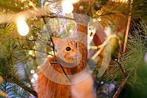 Ginger can on the christmas tree