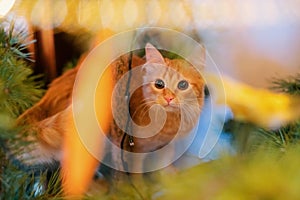 Ginger can on the christmas tree