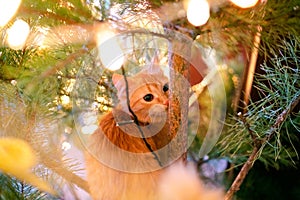 Ginger can on the christmas tree