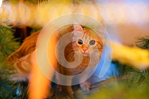 Ginger can on the christmas tree