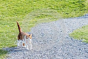 Ginger cat