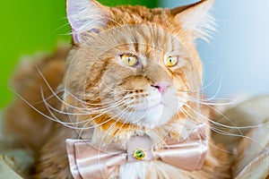 Ginger Cat with Amazing Big Eyes wearing Butterfly Tie lying on the Table on the Green Background