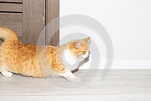 ginger cat arches and crawls on the floor in the house during estrus