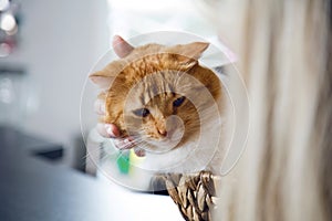 Ginger cat in basket