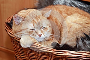 Ginger Cat In Basket