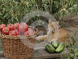 Ginger cat and a basket of tomatoes and a bunch of cucumbers in the garden