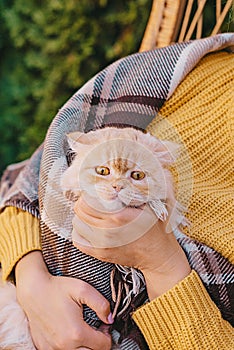 Ginger cat basking under warm checkered blanket , close-up, soft selective focus