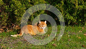 Ginger cat basks in the sun while lying on a green lawn photo