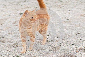 Ginger cat on the beach. Homeless cat walks on the sand