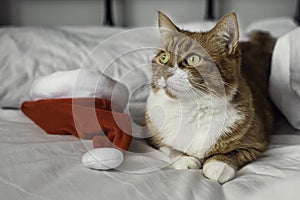 Ginger cat in the bed with a santa's hat.