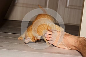 Ginger cat bites a foot