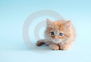 ginger cat on a blue background