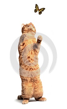 Ginger cat and butterfly