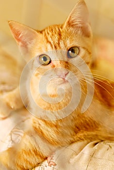 Ginger cat in a cage behind jail inside of animal shelter