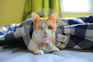 Ginger cat cat play with the ball