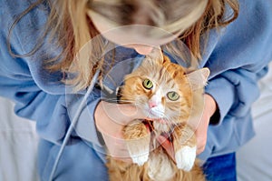 Ginger cat on the child`s knees, girl holds cat`s paws, close-up. Love and care for pets