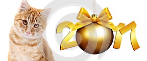 Ginger cat and christmas ball with gold satin ribbon bow