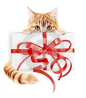 ginger cat and christmas gift package with red ribbon bow, isolated on white background