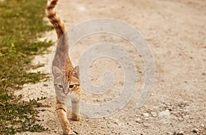 Ginger cat Close up view of lovely Ginger cat kitten walks on the ground