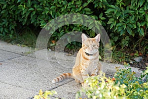 Ginger cat with a collar is sitting on a sidewalk and looking into the camera.