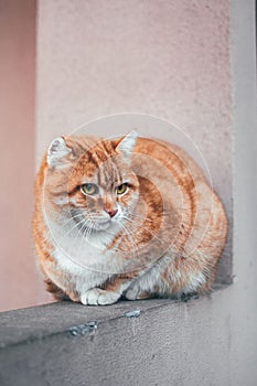 Ginger cat on a concrete ledge against a pastel pink backdrop