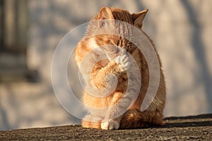 Ginger cat covered his nose with his paw because of the strong smell