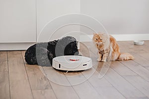 ginger cat and dog with robot vacuum cleaner, smart home system