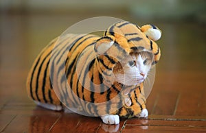 Ginger cat dress like tiger in new year