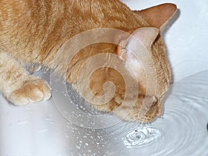 ginger cat drinking water