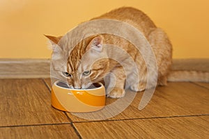 Ginger cat eating dry food