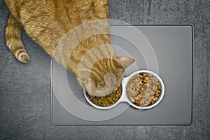 Ginger Cat eating dry food beside a food bowl with wet food, seen directly from above.