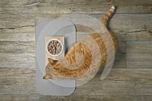 Ginger cat eating food from a double food bowl.