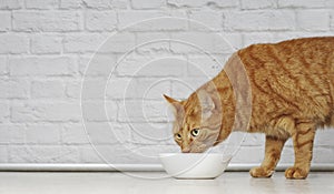 Ginger cat eating out of a white food dish.