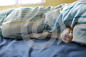 Ginger cat eye closed and hide under the sheet and coverlets