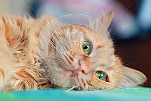 Ginger cat face with bright green eyes close up
