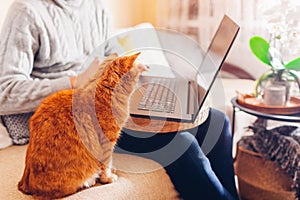 Ginger cat feeling lonely while its master works online from home using computer. Pet looking at screen of laptop