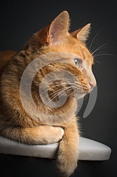 Ginger cat with focus on the eyes is relaxed on the stand