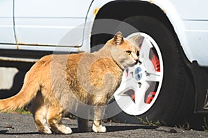 Ginger cat in front of a car wheel