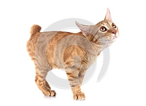 ginger cat in studio