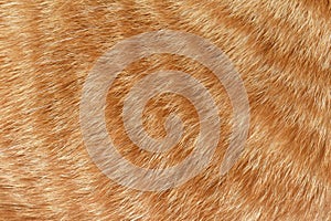 Ginger cat fur texture background. Pet hair background.