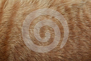 Ginger cat fur texture background. Pet hair texture background.